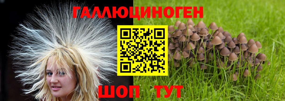 Псилоцибиновые грибы Psilocybe  Вход с VPN  Псилоцибиновые грибы мицелий  Новокубанск 